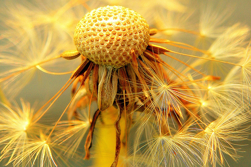 Photo credit: davebluedevil via flickr