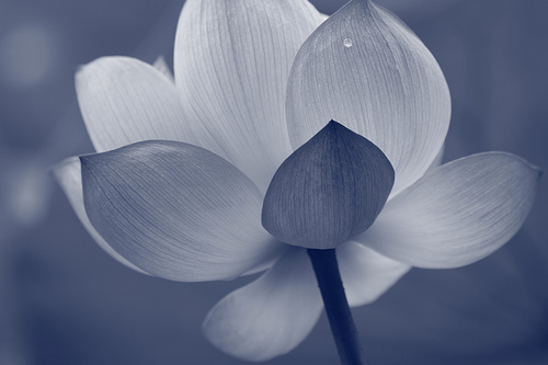 Photo credit: Rosemary via flickr