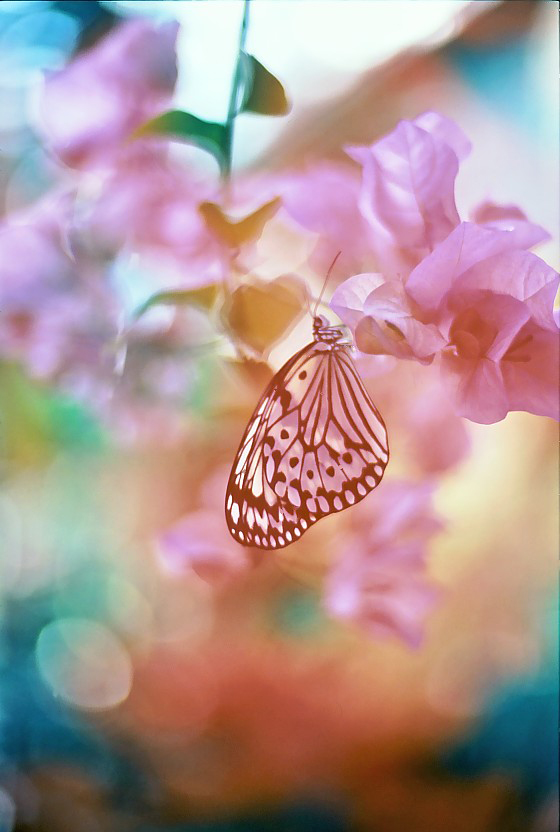 Photo credit: Rosemary via flickr