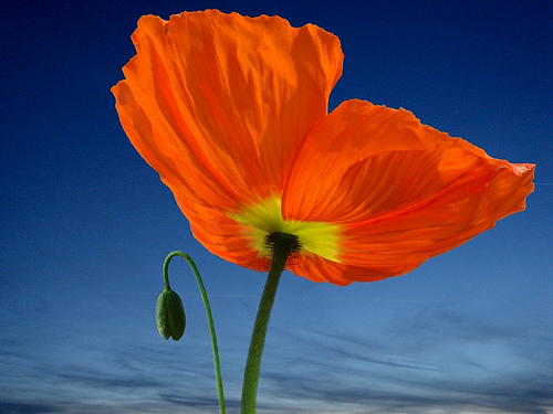 Photo credit: natureloving via flickr