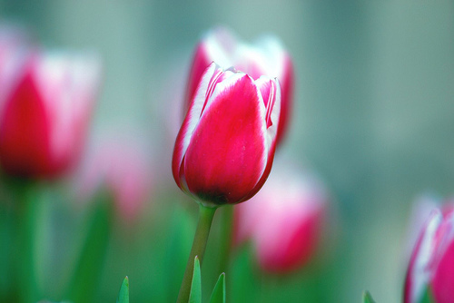 Photo credit: floridapfe via flickr