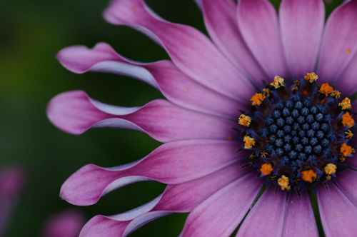 Photo credit: Rosemary via flickr