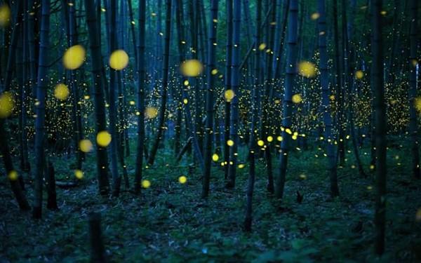 Enchanted Bamboo Forest - Kei Nomiyama, Japan, Winner, Open, Low Light, 2016