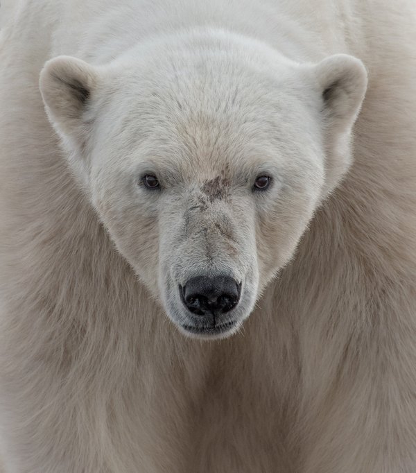 Title: Face To Face, Photo credit: Ari Ross