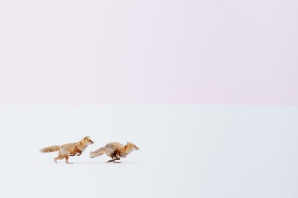 Title: Wherever You Go, I Will Follow You!!, Photo credit: Hiroki Inoue