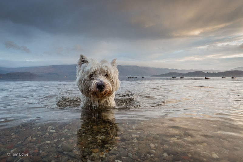 1st Place Winner, Tom Lowe, UK. “Baxter’s Highland Adventure”