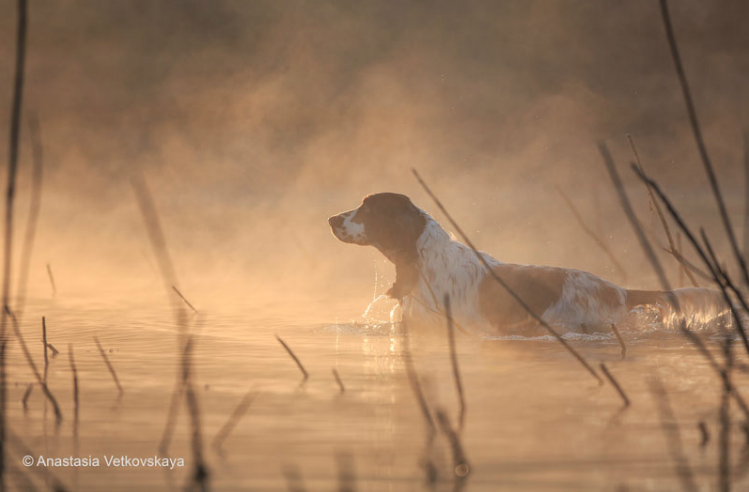 Overall Winner and 1st Place Winner, Anastasia Vetkovskaya, Russia. “Foggy Morning”