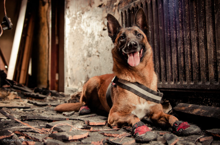 2nd Place Winner, Robert James Dray, UK. “Kai / Fire Investigation Dog”