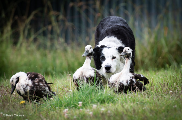 3rd Place Winner, Kristi Oikawa, Canada. “Going Quackers”