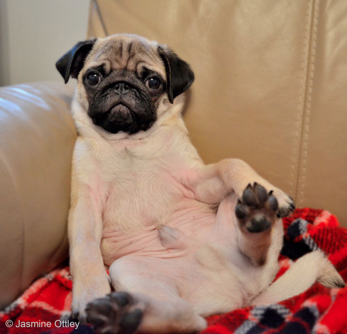 3rd Place Winner, Jasmine Ottley, UK. “Couch pup-tato”