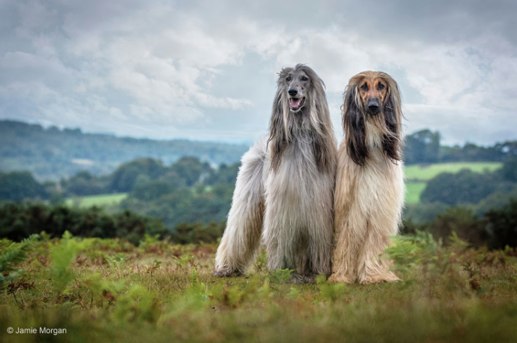 1st Place Winner, Jamie Morgan, UK. “The Dogs that Rocked – Elvis & Ozzie”