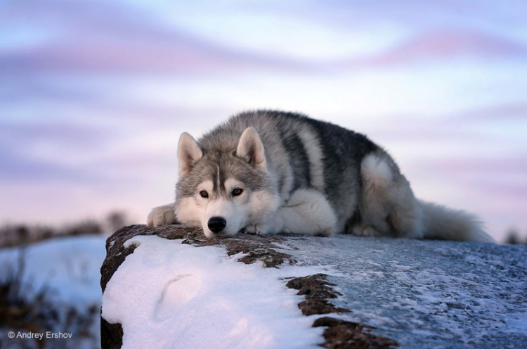 2nd Place Winner, Andrey Ershov, Russia. “Under the Northern Sun”
