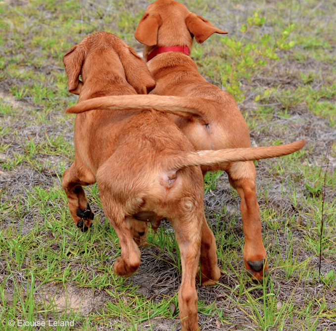 2nd Place Winner, Elouise Leland, USA. “Brothers: forever buddies”