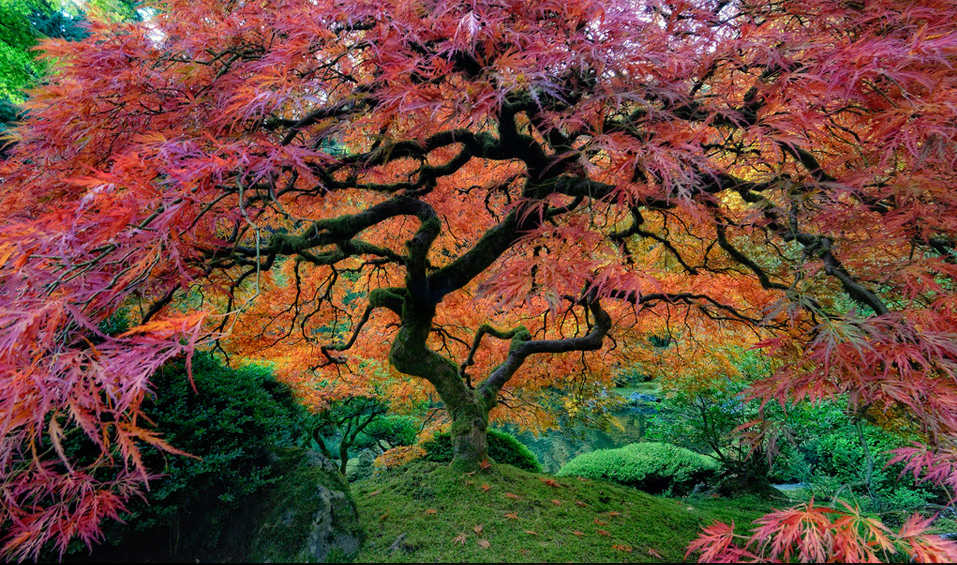 The Portland Japanese Garden is a traditional Japanese garden occupying 5.5 acres, located within Washington Park in the west hills of Portland, Oregon, USA. Photo by: unknown