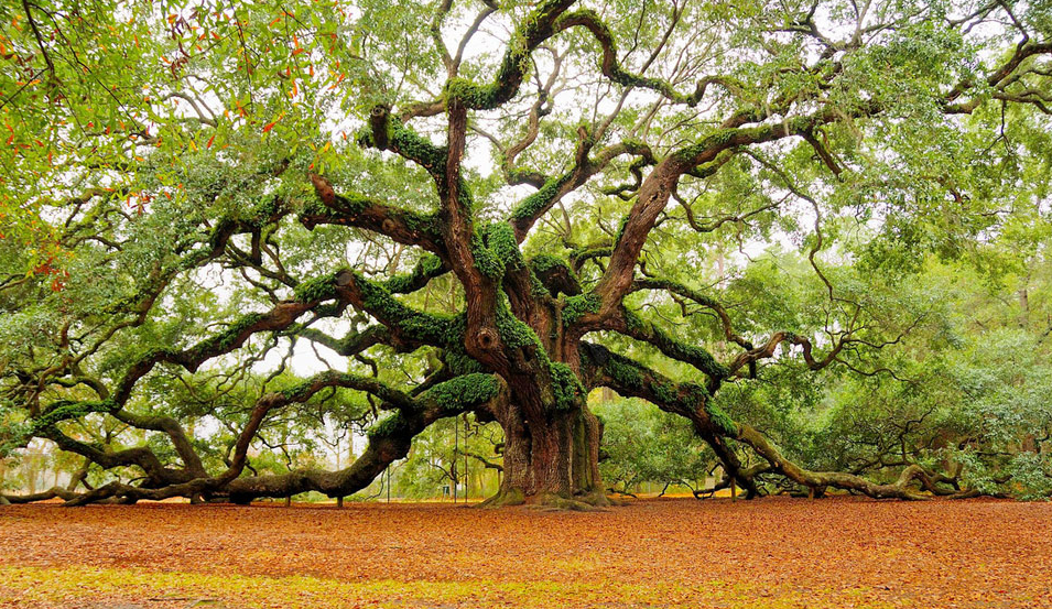Amazing angel oak tree, Charleston. Photo by: Mark Requidan