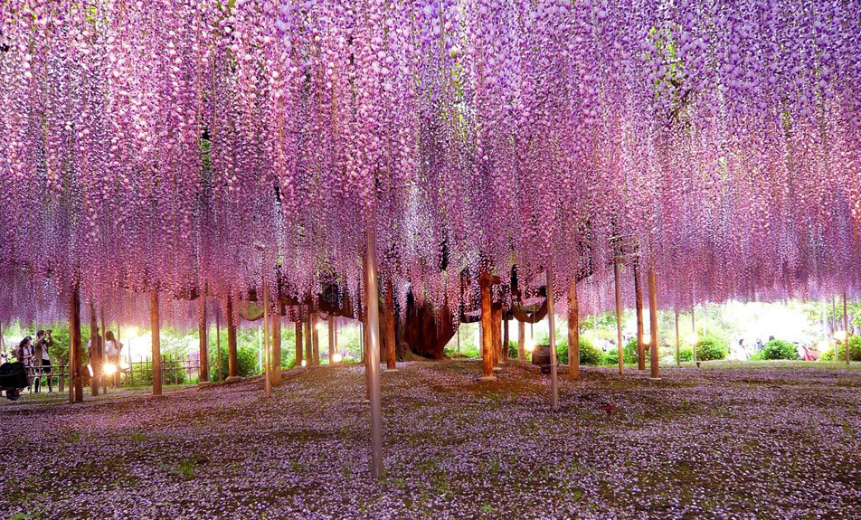 Beautiful wisteria tree. Photo by: Brian Young