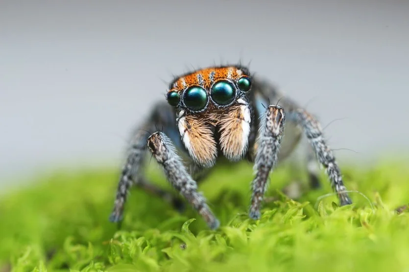 "Maratus plumosus" by Billy Brown