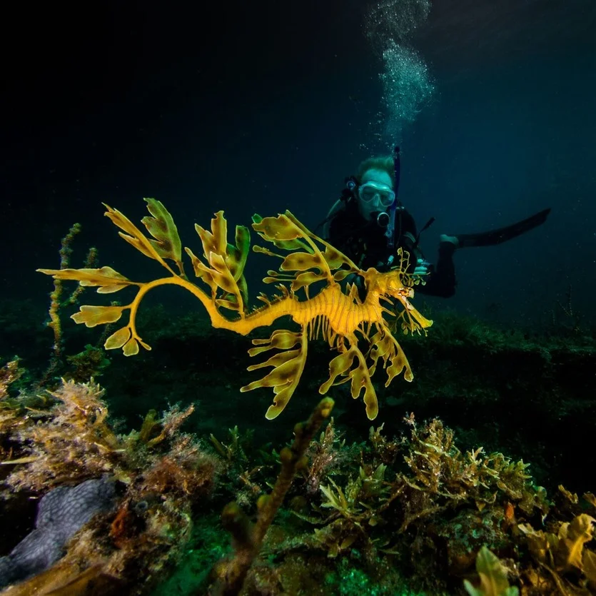 "Seadragon Encounter" by Carl Charter