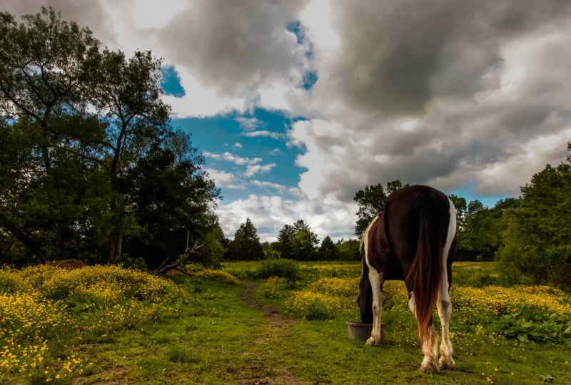 This photo is called "A PERFECT DAY IN THE COUNTRYSIDE" taken by Tara . She said, "Beautiful blue skies in the countryside makes a beautiful day."