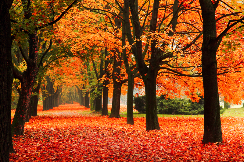 Photo credit: Better-Photography.com