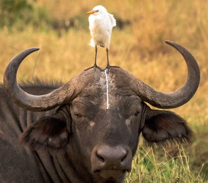 A portrait of a buffalo in Meru national park, Kenya. Photo credit: Tom Stables for Comedy Wildlife Photography Awards
