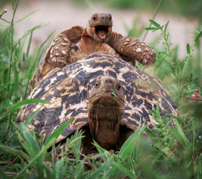 A little leopard tortoise jumps on a friend’s back in Tarangire national park, Tanzania. Photo credit: Brenden Simonson for Comedy Wildlife Photography Awards