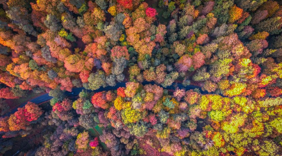 Autumn trees line a road in a forest in Vilnius, Lithuania. Photo credit: Vaias Geguzis