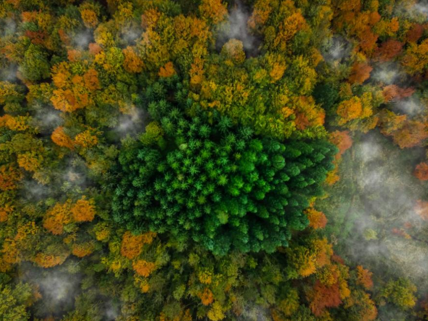 A small patch of pine wood in Kalbyris Forest, Denmark is surrounded by autumn foliage. Photo credit: Michael B. Rasmussen