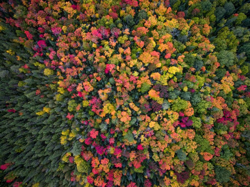 Fall colors cover the landscape in the wilderness of Ontario, Canada. Photo credit: Opspeculate Aerial Media