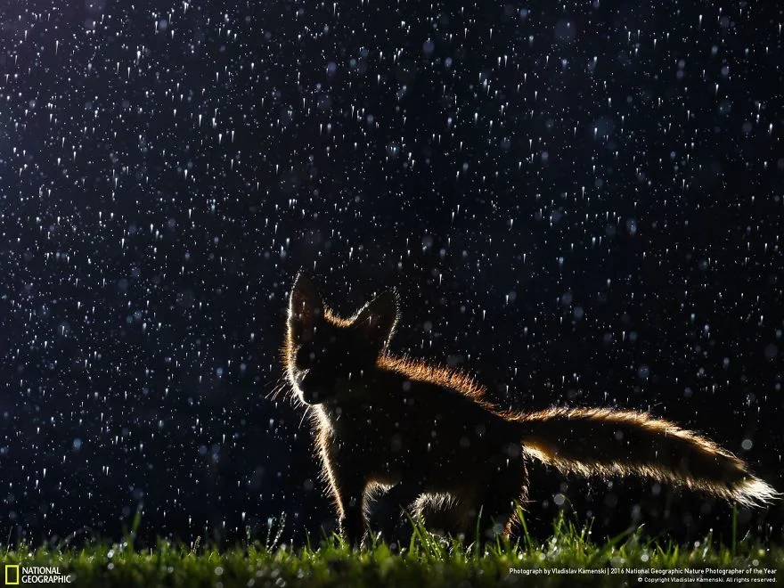 "Dancing In The Rain." Photo credit: Vladislav Kamenski