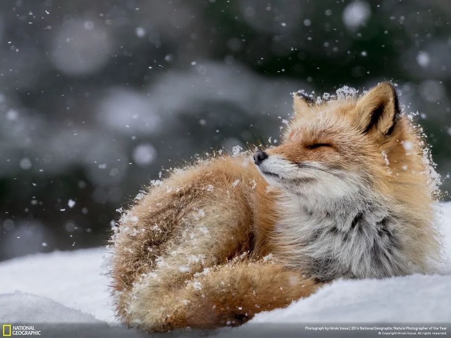 "Bathing In The Snow Flake." Photo credt: Hiroki Inoue