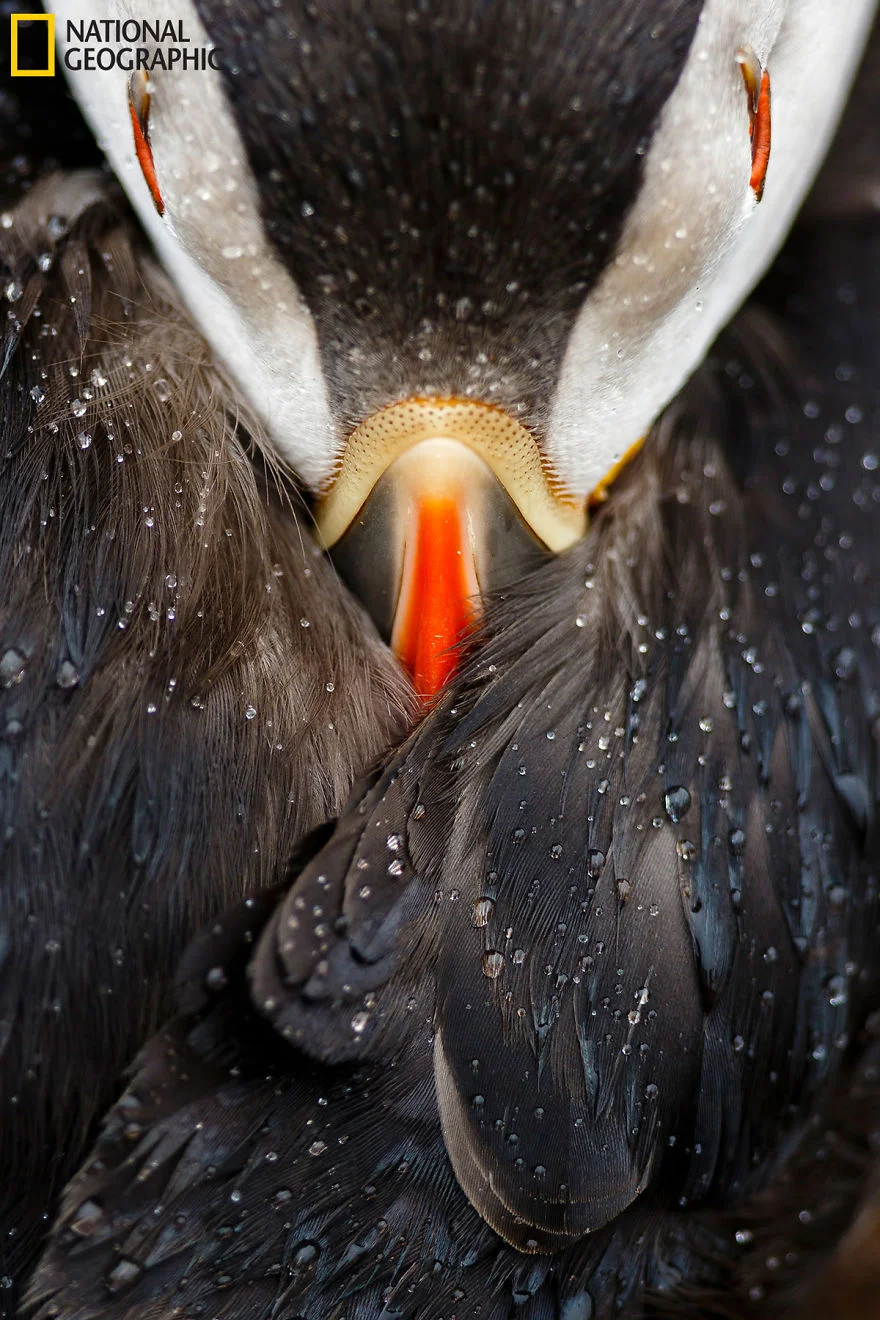 "Puffin Studio." Photo credit: Mario Suarez Porras