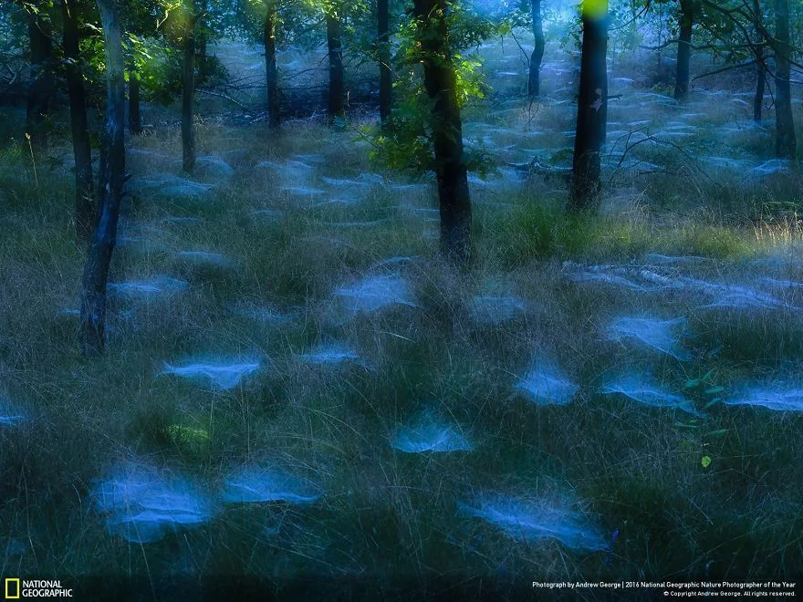 "Mystic Woods." Photo credit: Andrew George