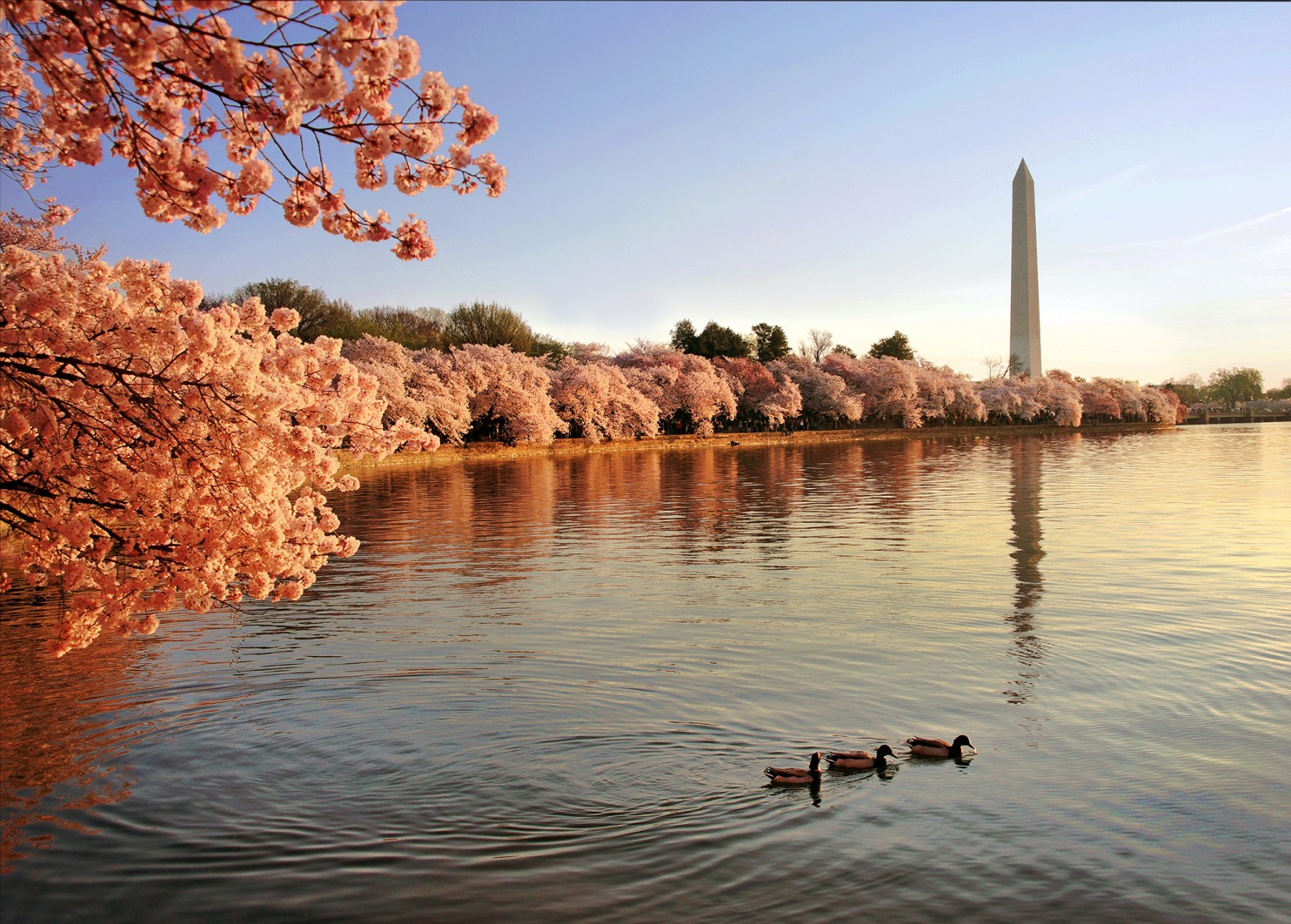 Ducks on the Tidal Basin with Cherry Blossoms in full bloom, March 26, 2016. Photo credit: Kevin Ambrose