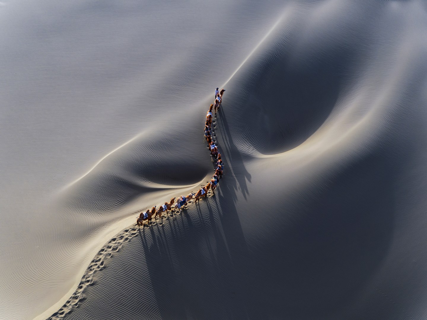 First prize in the professional beauty category. "Exploration" is a photo of Bactrian camels making their way through western China's Taklamakan Desert. Photo by 王 汉冰. 