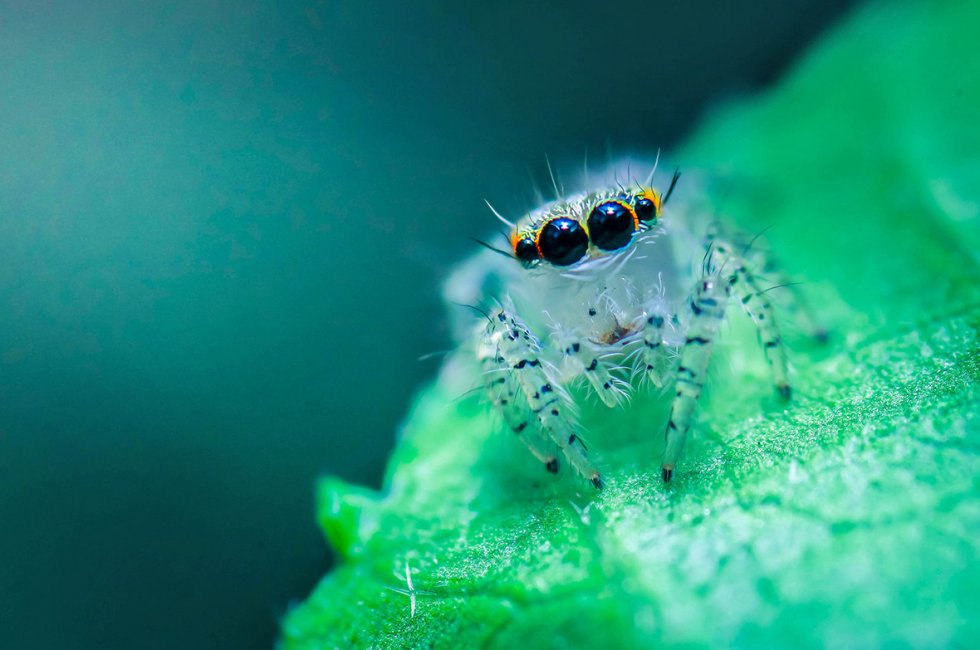 Heavy-bodied jumping spider (Hyllus semicupreus). Photo credit: MdRasidul Islam Rabby/World Wildlife Day