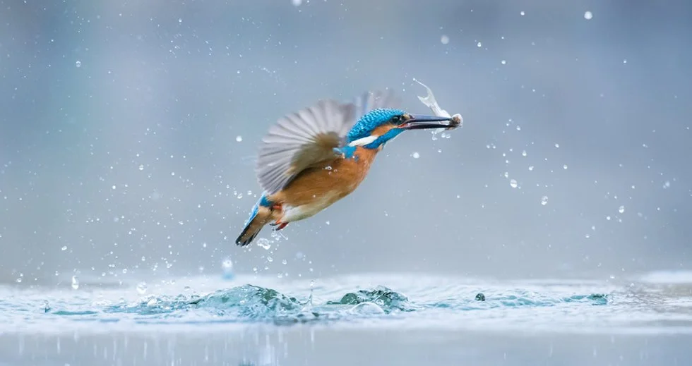 Kingfisher (Alcedo atthis). Photo credit: Gabor Li/World Wildlife Day