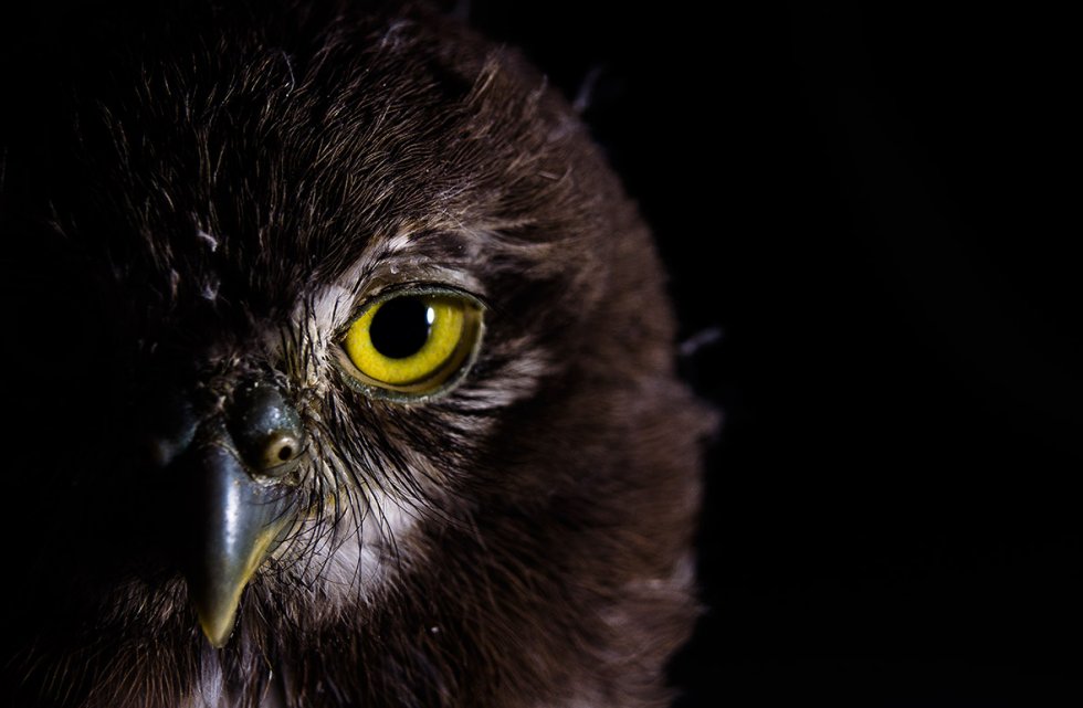 Northern potoo (Nyctibius jamaicensis). Photo credit: Jorge Figueroa/World Wildlife Day