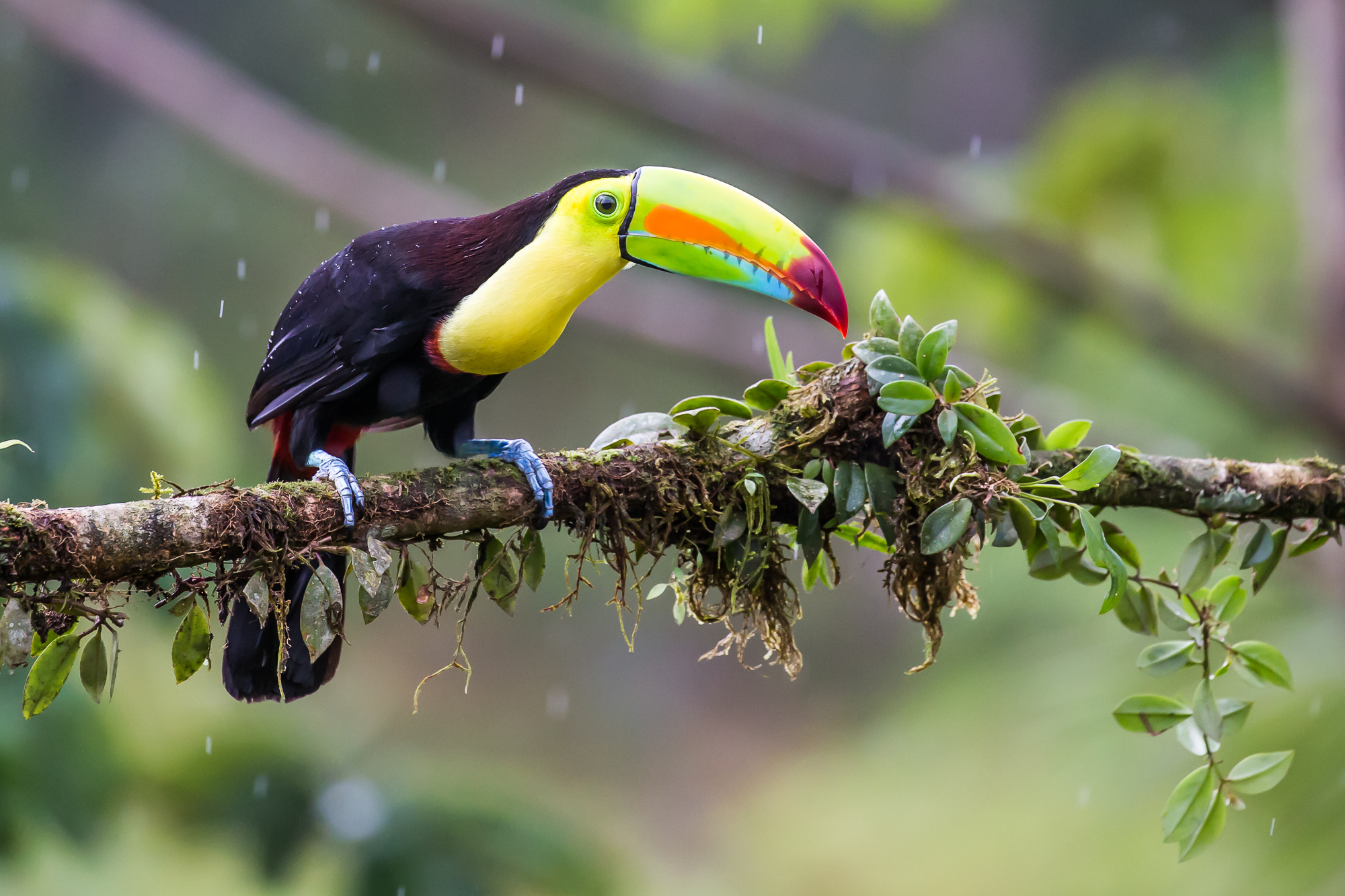 "Keel-Billed Toucan" Photo credit: © Dennis Zaebst. All rights reserved.
