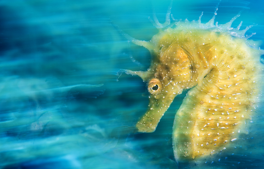"Gold." Underwater Photographer of the Year. Overall Title Winner. Photo credit: Davide Lopresti