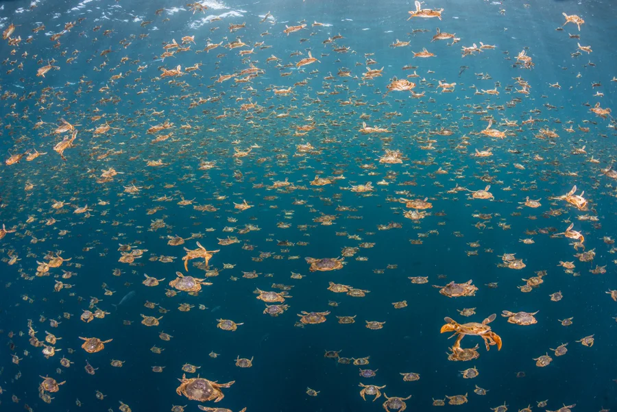"Millions of crabs." Third Place, International, Behaviour. Photo credit: Rui Guerra