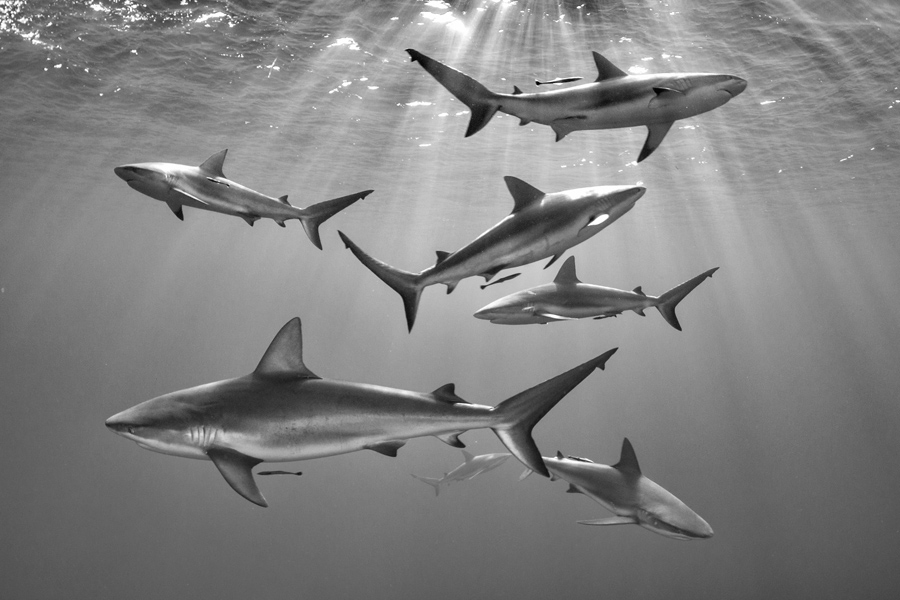 "Seven." Commended, Wide Angle. Photo credit: Mathieu Foulquié