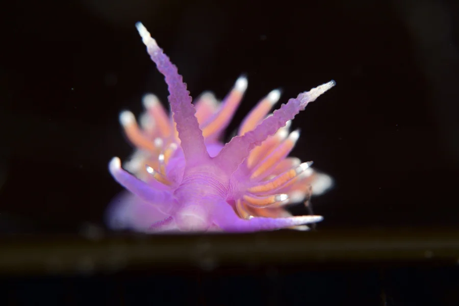"Slug." Highly Commended, British Waters Macro. Photo credit: Alex Tattersall