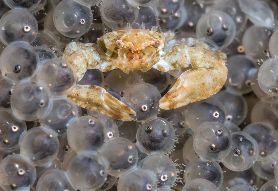 "Friend or Foe?" Commended, British Waters Macro. Photo credit: Dan Bolt