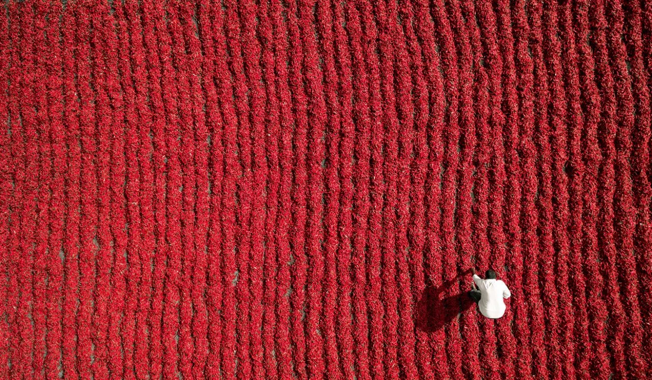 Guntur, India. Photo by Aurobird, taken at 26.5 feet.