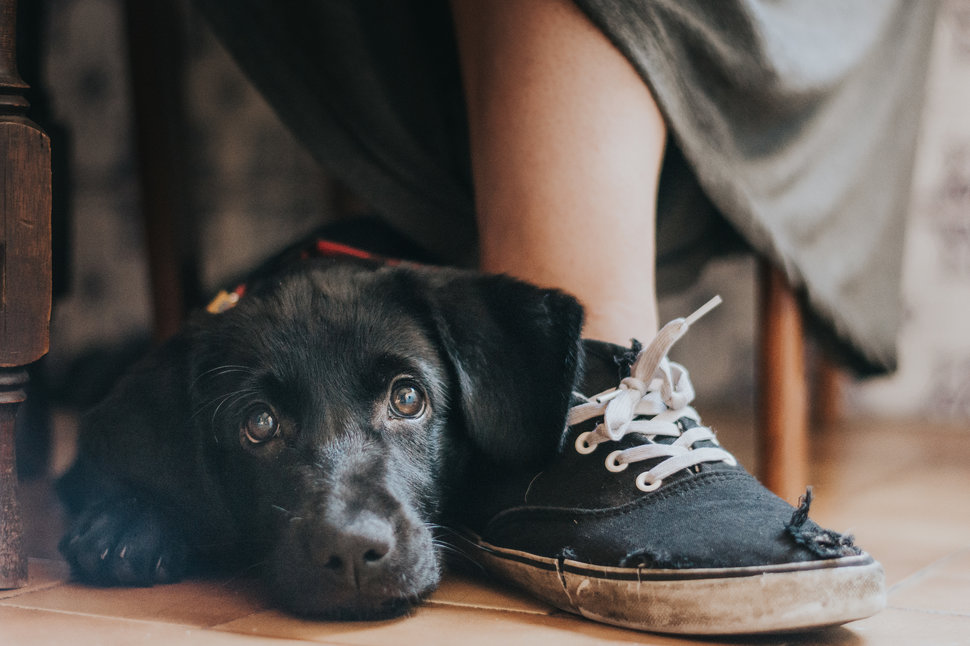 Man's Best Friend Cateogry. 1st place: Maria Davison
