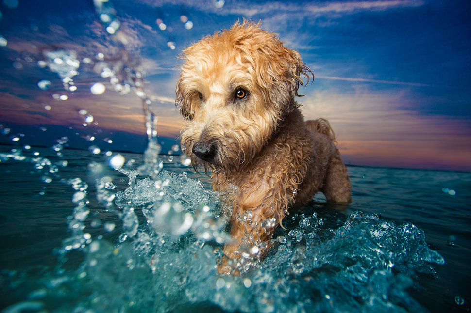 Dogs At Play Category. 1st place: Kaylee Greer