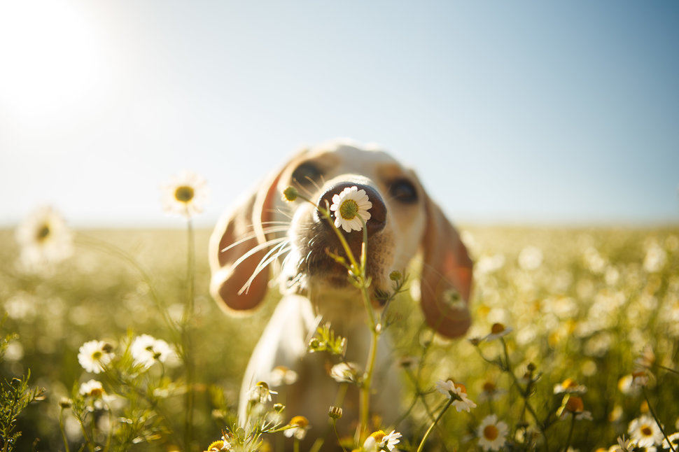 Dogs At Play Category. 2nd place: Rodrigo Capulski