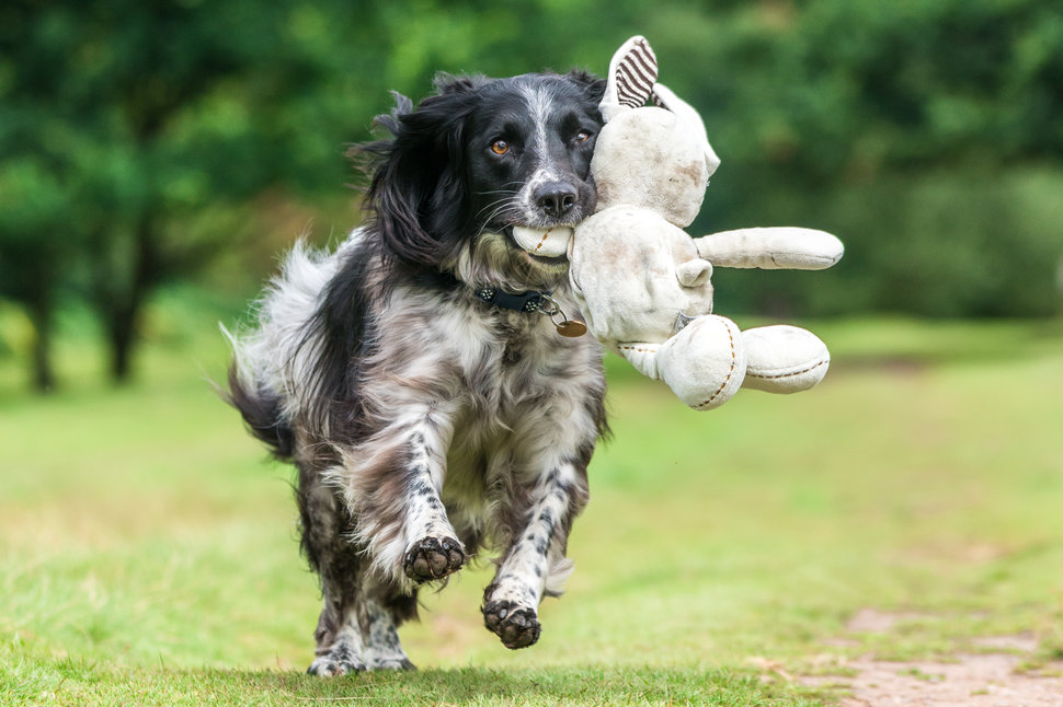 Dogs At Play Category. 3rd place: Will Holdcroft