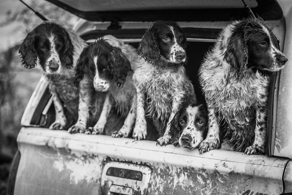 Dogs At Work Category. 2nd place: Lucy Charman